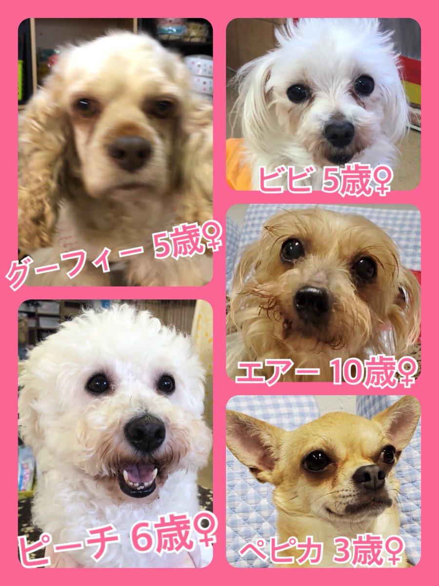 🐾今日の里親様募集中ワンコ🐶メンバーです🐾2020,4,10